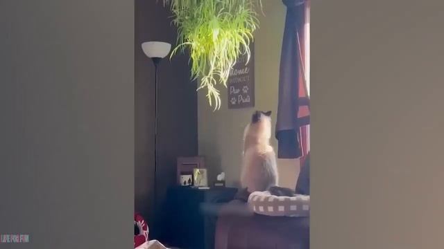 Самые смешные животные 2023 😂 Самые смешные кошки и собаки 😺🐶 Часть 01 смотреть онлайн