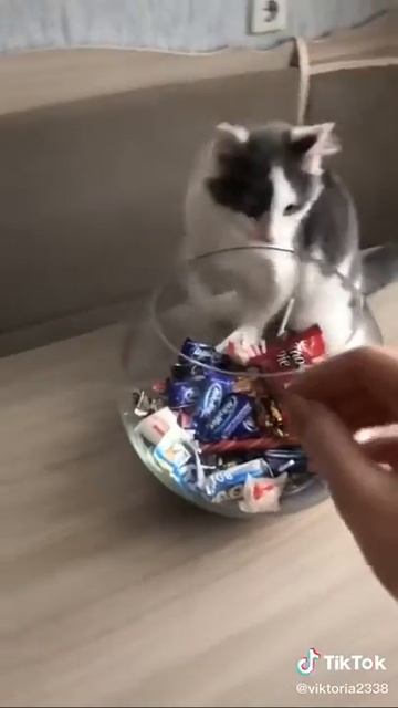 Умный кот, не даёт своей хозяйке набрать вес) смотреть онлайн