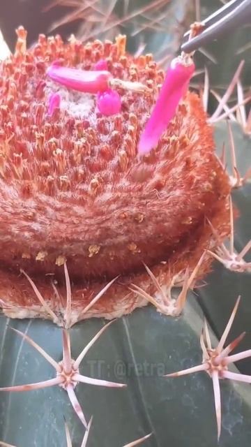 Сбор съедобных плодов МЕЛОКАКТУСОВ! 🌵🤠 #пп #кактус #tr смотреть онлайн