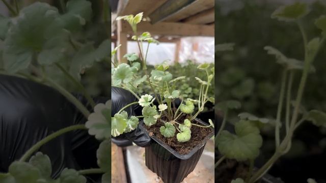 Наша Будра на ВБ💝🌷 смотреть онлайн
