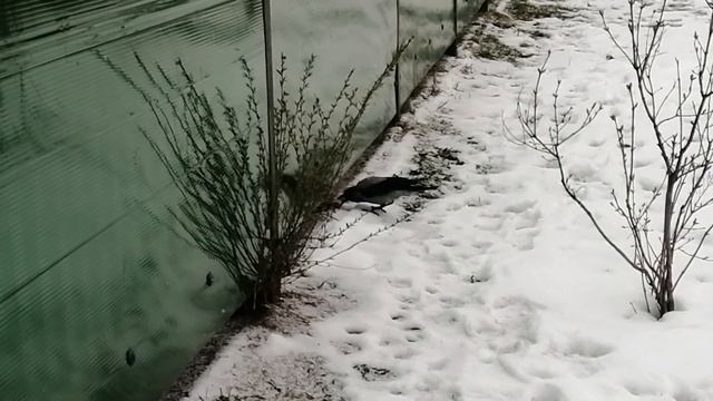 Ворона Герц с утра наполняет холодильник / Master caching techni смотреть онлайн