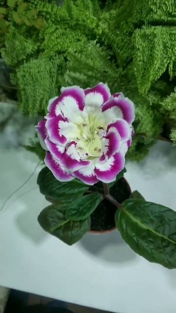 Глоксиния"Зефирная роза" смотреть онлайн