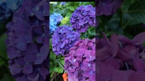 Гортензии Альпен Глоу и Мэджикал Руби Тьюздей