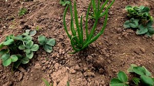 Важная подкормка клубники на весь сезон!!