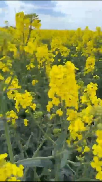 рапсовые поля в Калининграде смотреть онлайн