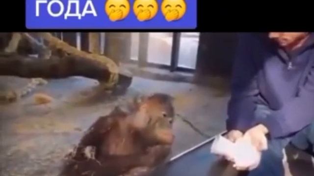 фокусник года🤣🤣🤣 #приколы #обезьяны #смех #рекомендации смотреть онлайн