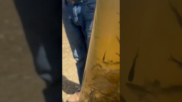 Заселяем наше озеро. смотреть онлайн
