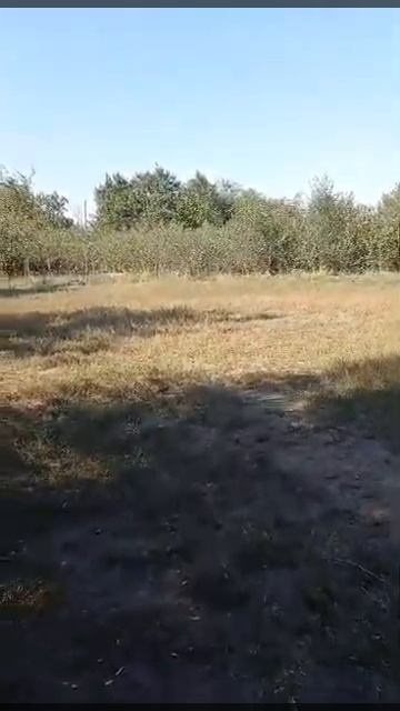 5) Курцхаар Вест, 6 месяцев. смотреть онлайн