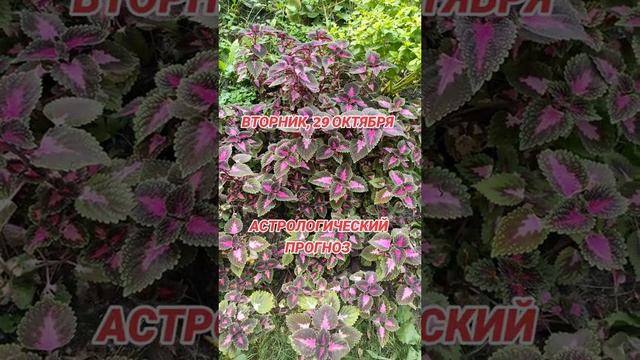 Гороскоп на 29 октября по знакам зодиака смотреть онлайн