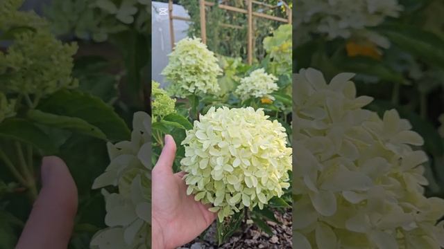Гортензия MAGICAL LIME SPARKLE. 31 августа 2024 смотреть онлайн