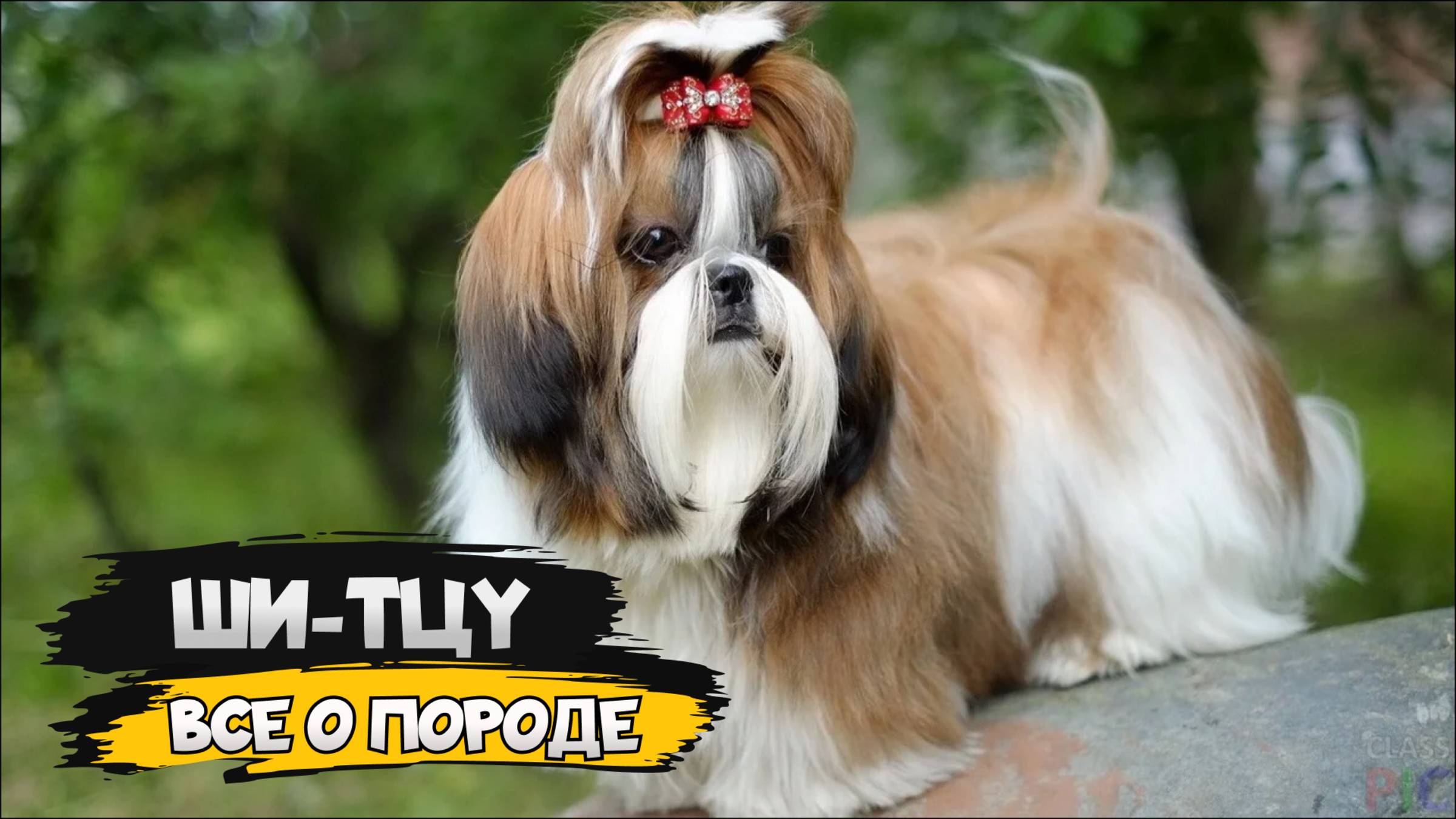 Ши-тцу - Все о породе собаки | Собака породы ши-тцу смотреть онлайн