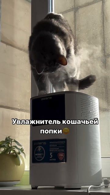 Смешной кот сел на увлажнитель воздуха смотреть онлайн