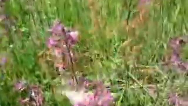 Что за существо, птичка или бабочка.mp4