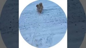 БАРСИК (мистер бизнес)