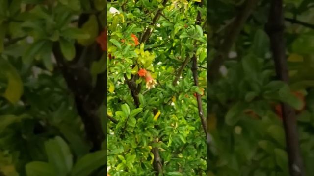 Pomegranate Tree. Цветение Гранатового дерева🌳