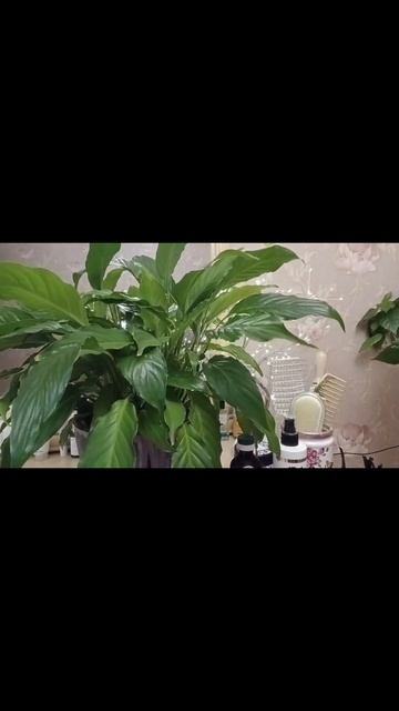 Массаж головы. Волосы #relax #асмр #trigger #asmr #top #hair #massage #мас смотреть онлайн