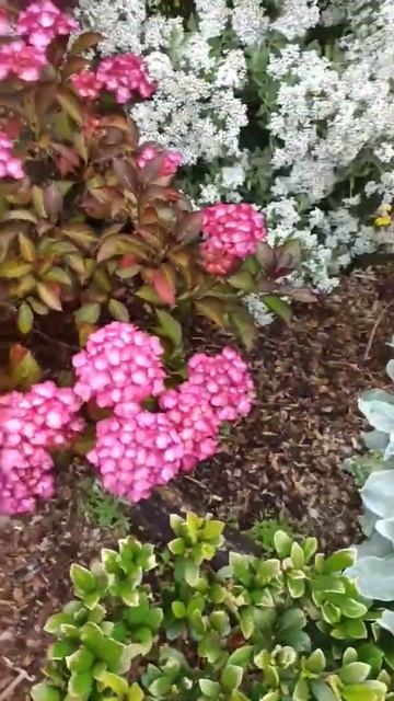 Красивые цветы смотреть онлайн