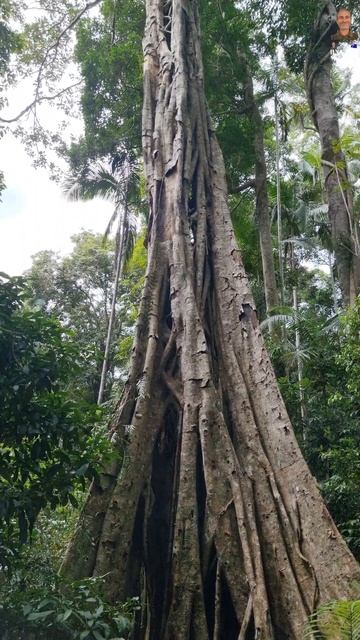 Тайна душителя лесов Северной Австралии раскрыта? #short смотреть онлайн