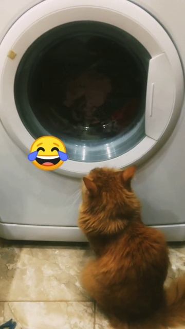 Большая стирка/Кот стирает/Funny cat/Laundry cat #funnycat#funnycatsvideo#ca смотреть онлайн