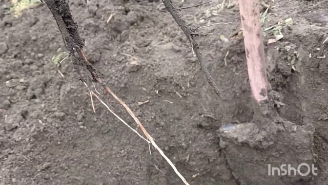 21.12.24.❌️Пересадка горіха Пекан ,чому не дає прирости.? смотреть онлайн