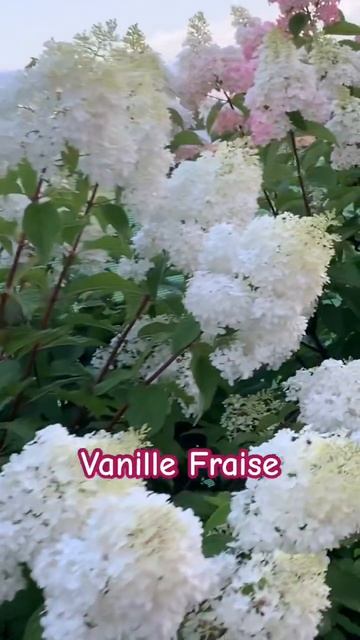 Самые красивые гортензии #гортензія #hortensia #hydrangea #горт?