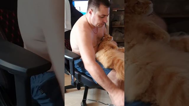 сушим кота мейнкун феном ч2 смотреть онлайн