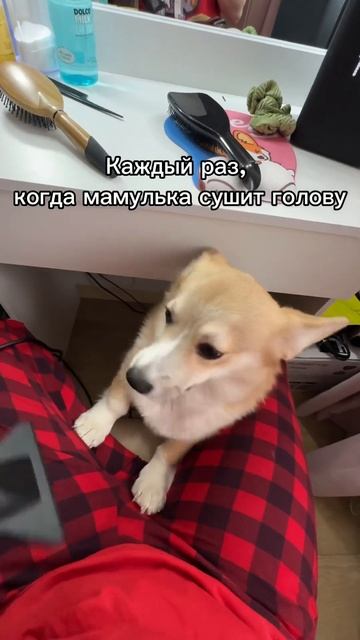 Каждый раз, когда мамулька сушит голову #корги #коргип? смотреть онлайн