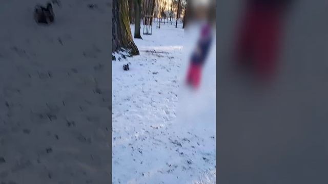 Утки едят хлеб #birds #shorts смотреть онлайн