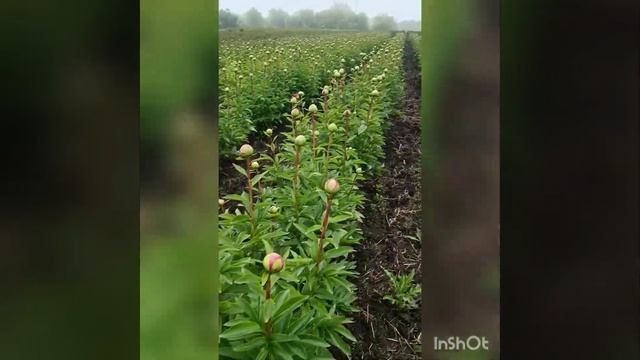 #цветыоптом #пион #пионы #цветы #краснодар смотреть онлайн