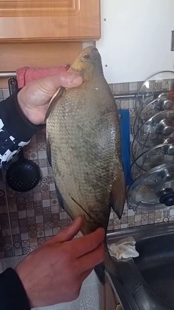 #лещ #рыбалка Красноярск вес 1,15 смотреть онлайн