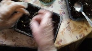 Тыква голосемянка #тыква#голосемянка#как_посадить#how to