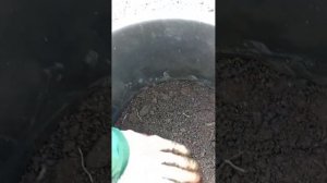 Падуб вечнозелёный. Посадка в горшки. #сад