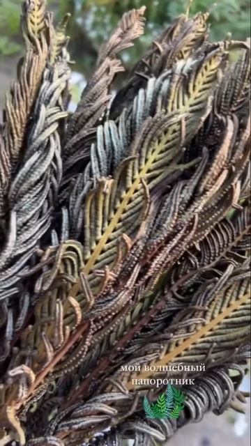 Люблю папоротник в саду 🌿 #дача #огород #сад #рассада #? смотреть онлайн