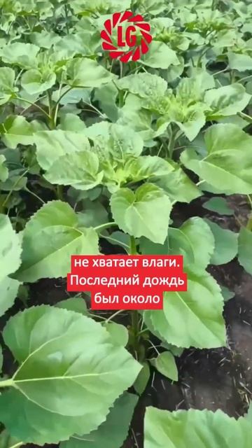 🌻ЛГ 50479 СХ, в ожидании дождя #рязанскаяобласть #подсол смотреть онлайн