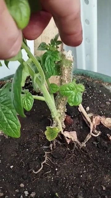 Томаты 🍅 в горшке #сад #дачные #огород #рассада #томаты смотреть онлайн