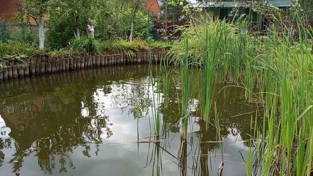 ДАЧА: утка села на пруд смотреть онлайн