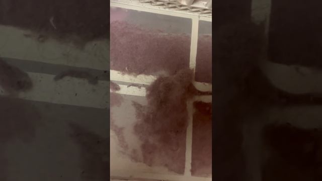 #сушка #сушильнаямашина #семейныйканал #германия #ежид смотреть онлайн