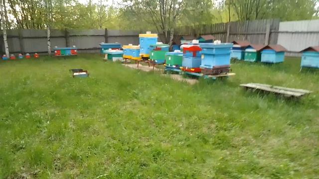 12.05.25. Пошли приносы! Сажаю Липы!!!