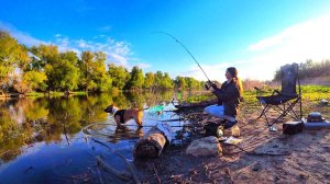 РЫБАЛКА С НОЧЕВКОЙ ОДНА НА РЕКЕ! ЛОВЛЮ И ЖАРЮ РЫБУ! СОБАКА ЛОВИТ РЫБУ ЛУЧШЕ ЧЕМ Я!