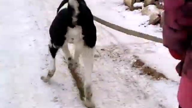 _VLOG_......°°°°Ура!Выходные.Проводим целый день с Soup.Она вернулась..….°°°° смотреть онлайн