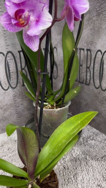 @zeboorhids - новая поставка! смотреть онлайн