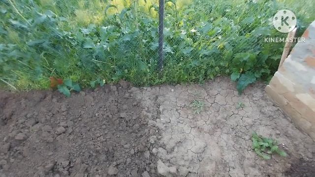 Выбросили большую тую/посадили кабачки и дыни и мн.др смотреть онлайн