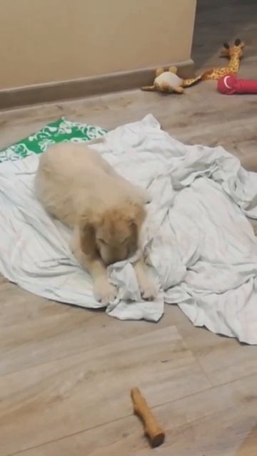 Мультиварка #мем смотреть онлайн