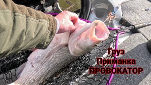 Ловля жереха и груз Провокатор! Рыбалка на Спиннинг! Дмитрий Карпов