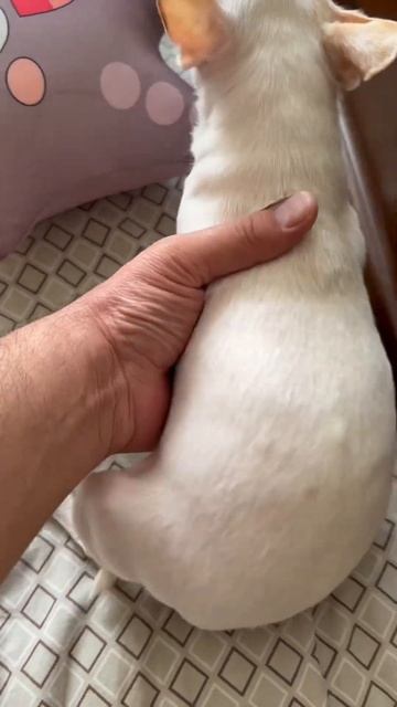 #ася #chihuahua какой вес должен у умной сабаки ? Ася весит 11 смотреть онлайн