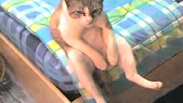 кот быдло сидит на краю кровати прикол смотреть онлайн