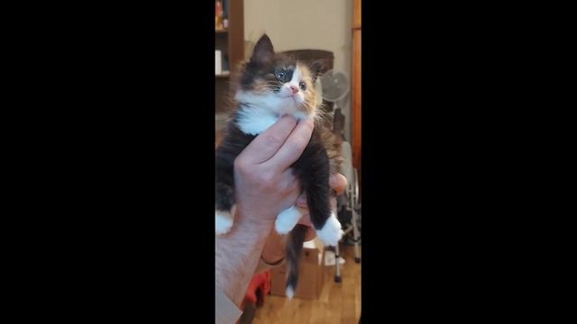 киска и холодильник ,редкий зверь малашка хочет кушат? смотреть онлайн