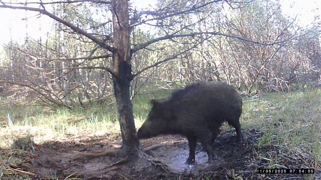 Кадры с фотоловушки. смотреть онлайн