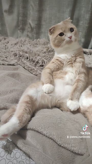 кот Семен #Кот Семён #котэ #котенок #cat смотреть онлайн