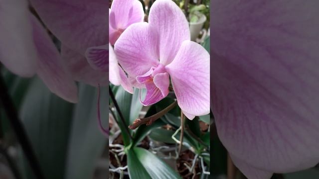 Орхидея фал."Саша". Зимнее цветение. #nature #orchid #цветы #ор? смотреть онлайн